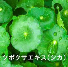 ツボクサエキス(シカ)